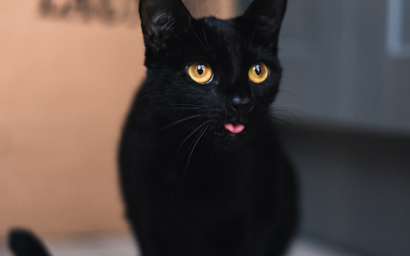 Pageantry Poodles — Standard Poodle puppies raised in Virginia